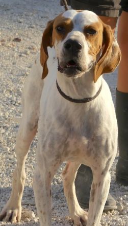 Priya, weiblicher Englischer Pointer-Mix