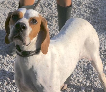 Priya, weiblicher Englischer Pointer-Mix