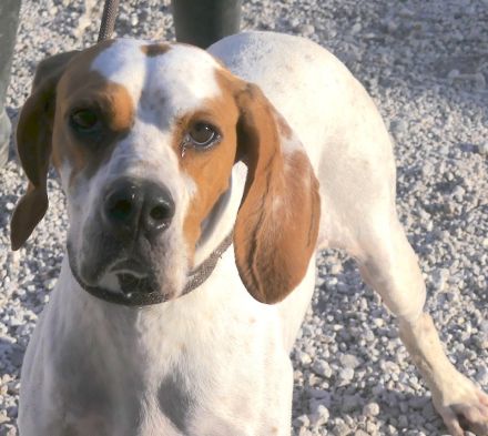Priya, weiblicher Englischer Pointer-Mix
