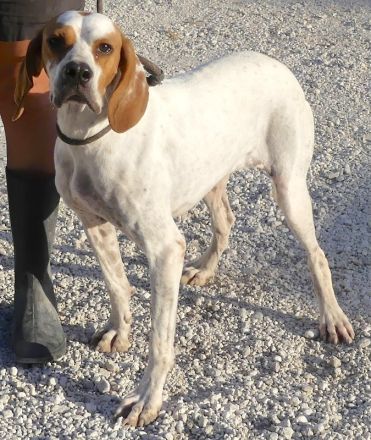 Priya, weiblicher Englischer Pointer-Mix