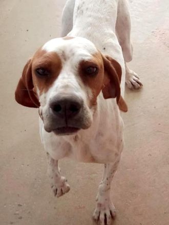 Priya, weiblicher Englischer Pointer-Mix