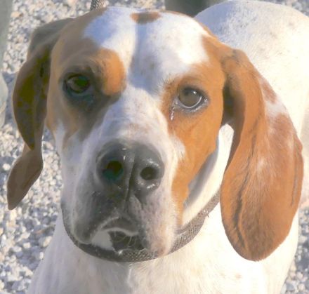 Priya, weiblicher Englischer Pointer-Mix