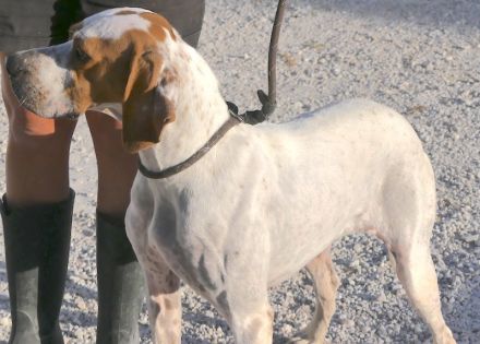 Priya, weiblicher Englischer Pointer-Mix