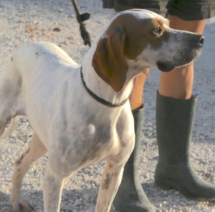 Priya, weiblicher Englischer Pointer-Mix