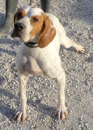 Priya, weiblicher Englischer Pointer-Mix