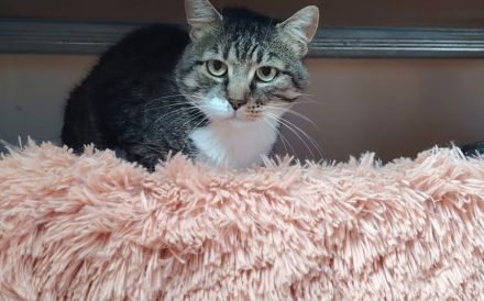 Aristoteles sucht Gnadenplatz