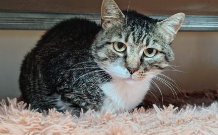 Aristoteles sucht Gnadenplatz