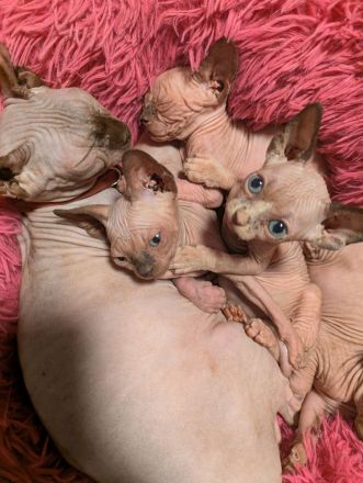 Sphynx-Kätzchen zu verkaufen