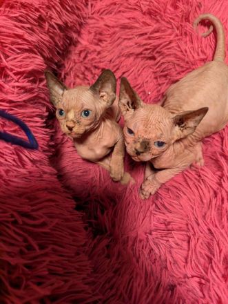 Sphynx-Kätzchen zu verkaufen