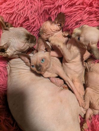 Sphynx-Kätzchen zu verkaufen