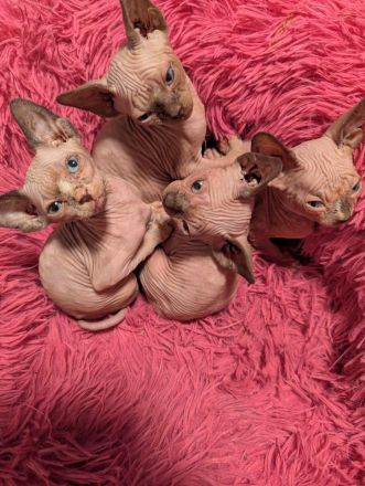 Sphynx-Kätzchen zu verkaufen