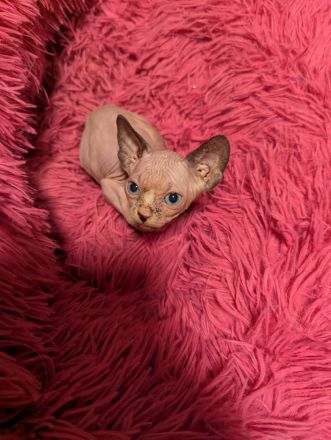 Sphynx-Kätzchen zu verkaufen