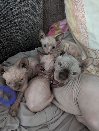 Sphynx-Kätzchen zu verkaufen