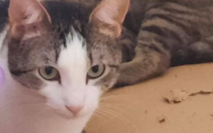 Liebevolle und zutrauliche Cloe wartet auf ein Wunder(volles Zuhause)