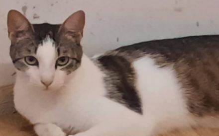 Liebevolle und zutrauliche Cloe wartet auf ein Wunder(volles Zuhause)