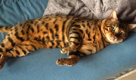 Bengal Deckkater
