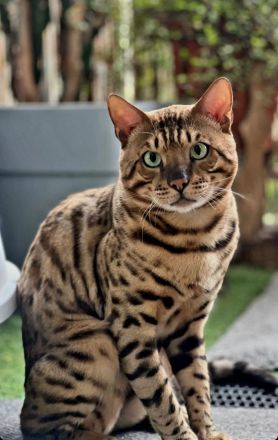 Bengal Deckkater