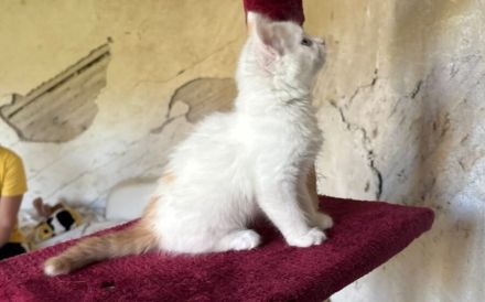 Oliver - Wuscheliger kleine Flauschebär sucht neues Zuhause
