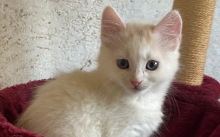 Oliver - Wuscheliger kleine Flauschebär sucht neues Zuhause