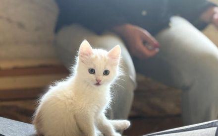 Oliver - Wuscheliger kleine Flauschebär sucht neues Zuhause