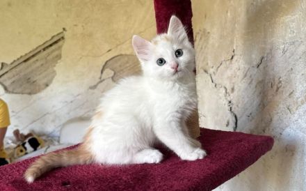 Oliver - Wuscheliger kleine Flauschebär sucht neues Zuhause