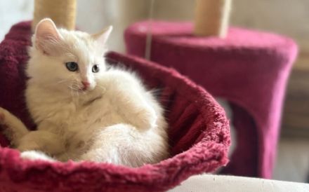 Oliver - Wuscheliger kleine Flauschebär sucht neues Zuhause