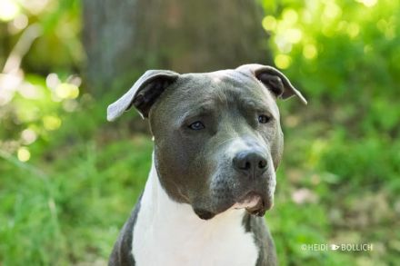 Blue Staffordshire Bullterrier