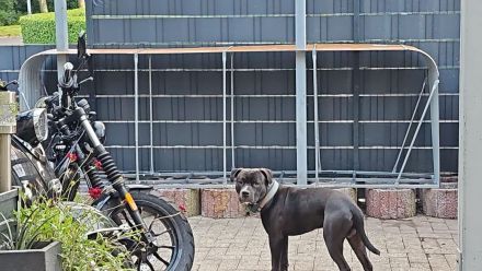 Blue Staffordshire Bullterrier