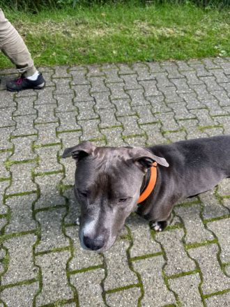 Blue Staffordshire Bullterrier