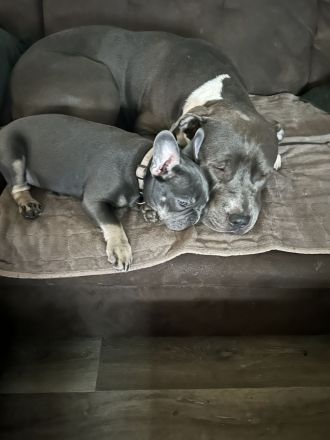 Blue Staffordshire Bullterrier