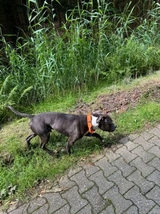 Blue Staffordshire Bullterrier