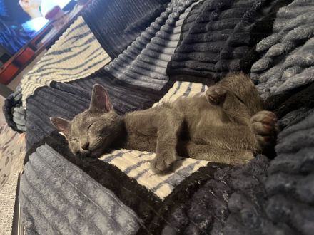 Russisch blau Kater in liebevolle Hände abzugeben !