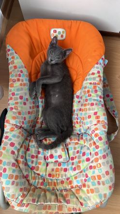 Russisch blau Kater in liebevolle Hände abzugeben !