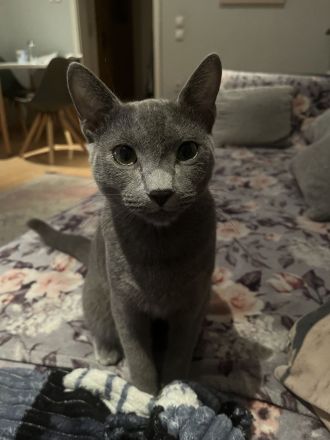 Russisch blau Kater in liebevolle Hände abzugeben !