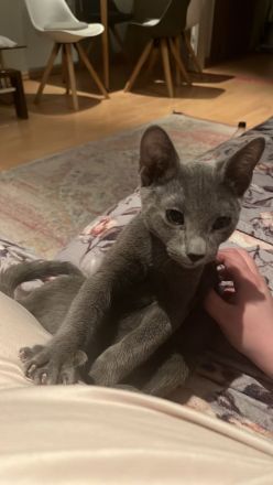 Russisch blau Kater in liebevolle Hände abzugeben !