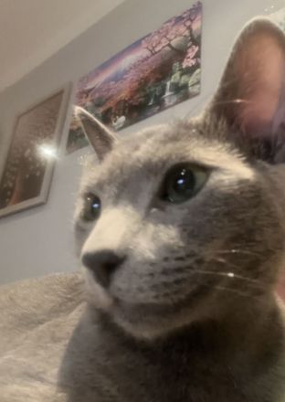 Russisch blau Kater in liebevolle Hände abzugeben !