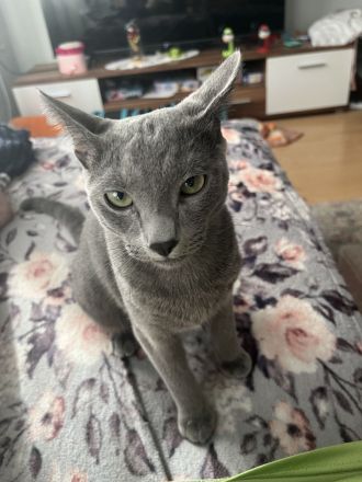 Russisch blau Kater in liebevolle Hände abzugeben !