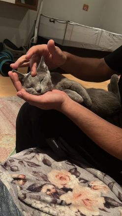 Russisch blau Kater in liebevolle Hände abzugeben !