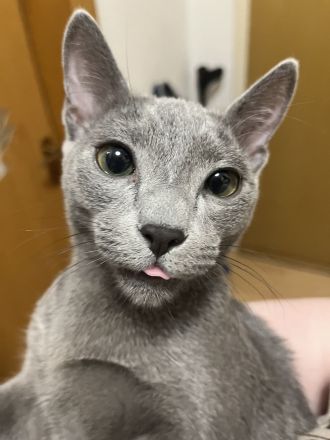 Russisch blau Kater in liebevolle Hände abzugeben !