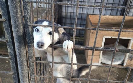 Curacao sucht eine aktive Familie