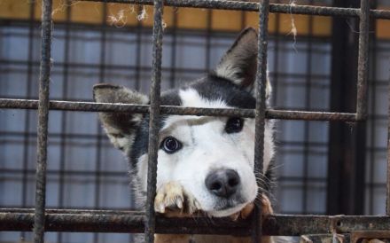 Curacao sucht eine aktive Familie