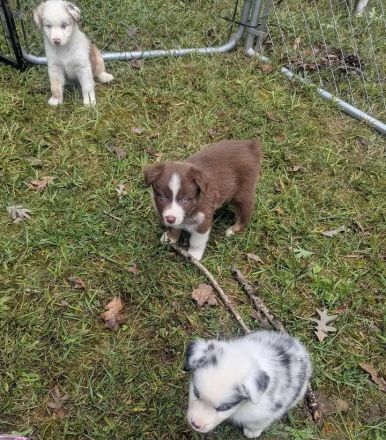 🥨Bezaubernde Miniatur Australian Shepherd Welpen suchen ein liebevolles Zuhause! 🐾❤️🥨