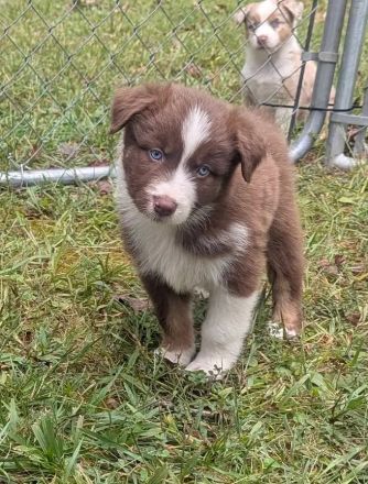 🥨Bezaubernde Miniatur Australian Shepherd Welpen suchen ein liebevolles Zuhause! 🐾❤️🥨