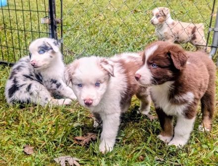 🥨Bezaubernde Miniatur Australian Shepherd Welpen suchen ein liebevolles Zuhause! 🐾❤️🥨