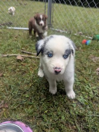 🥨Bezaubernde Miniatur Australian Shepherd Welpen suchen ein liebevolles Zuhause! 🐾❤️🥨