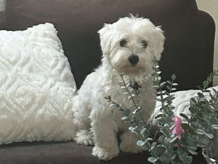 Bisbi - verliert unverschuldet sein Zuhause