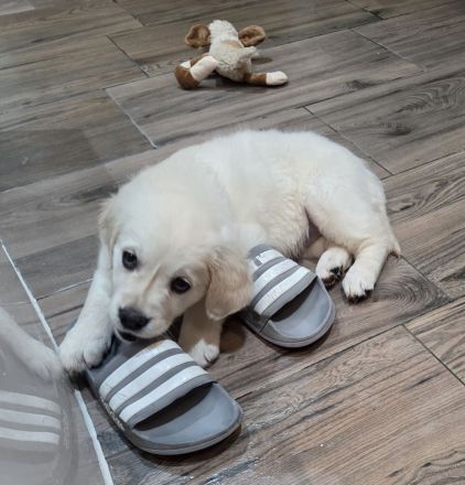 Golden Retriever Mädchen