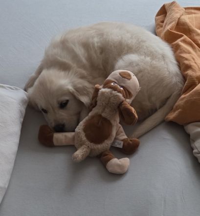 Golden Retriever Mädchen