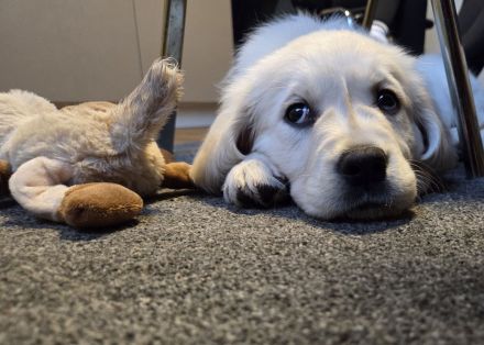 Golden Retriever Mädchen