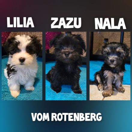 Havaneser-Malteser Welpen